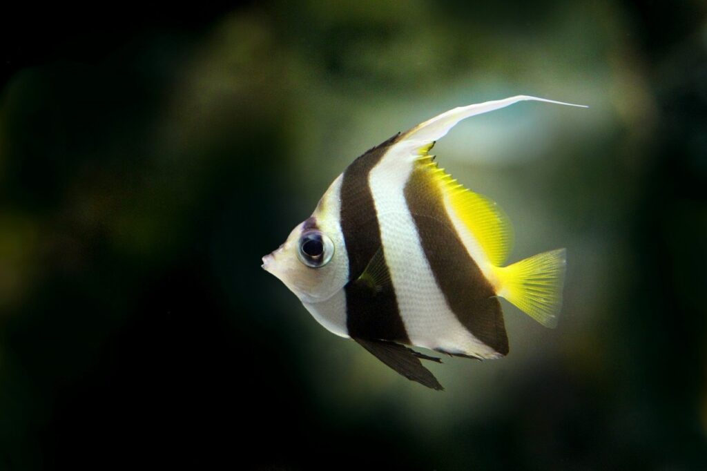 Graceful Angel Fish in Aquarium