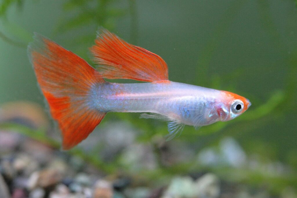Colorful Guppies in Aquarium