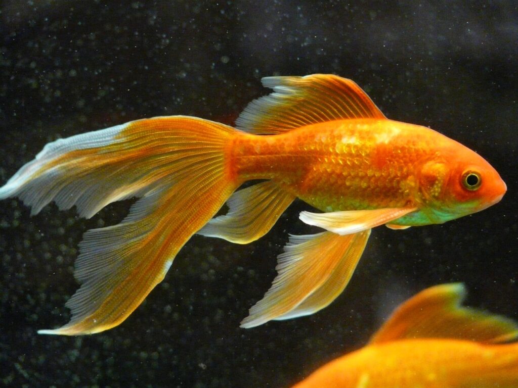 Goldfish in Clear Water