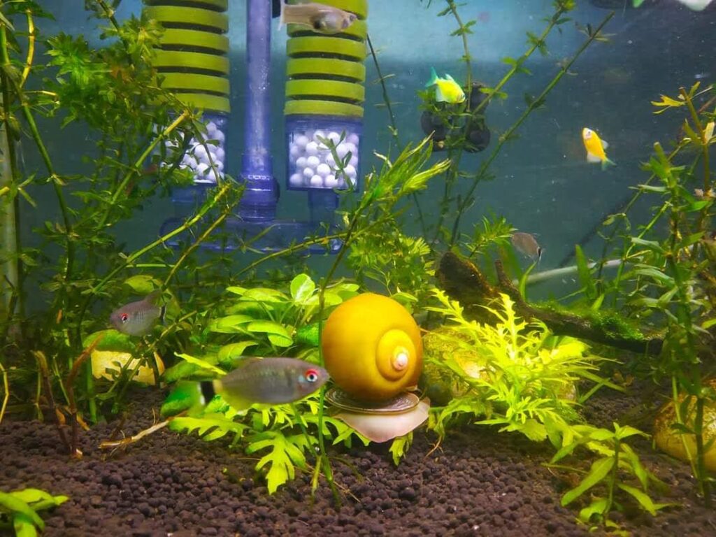 Mystery snail crawling in a planted aquarium with bio filter