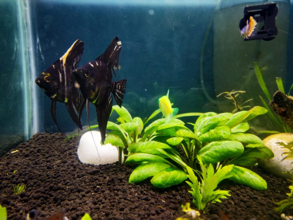 Two angel fish swimming in a planted aquarium