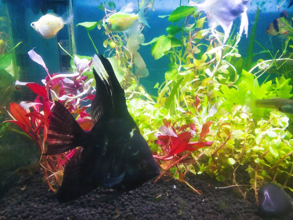 Angel fish swimming near colorful plants in a planted aquarium