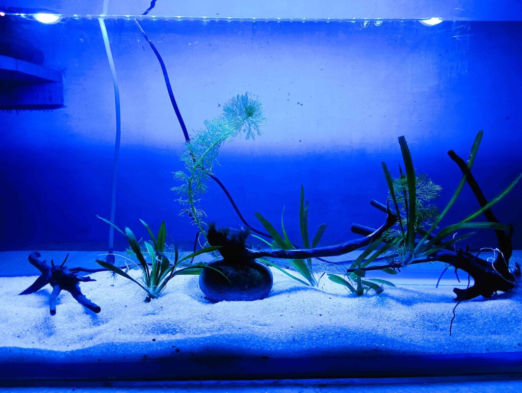 Moonlight aquarium setup with soft lighting