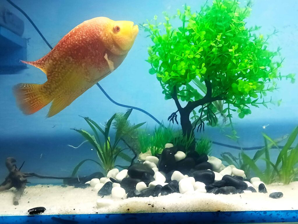 Red devil fish swimming towards the surface in a freshwater tank