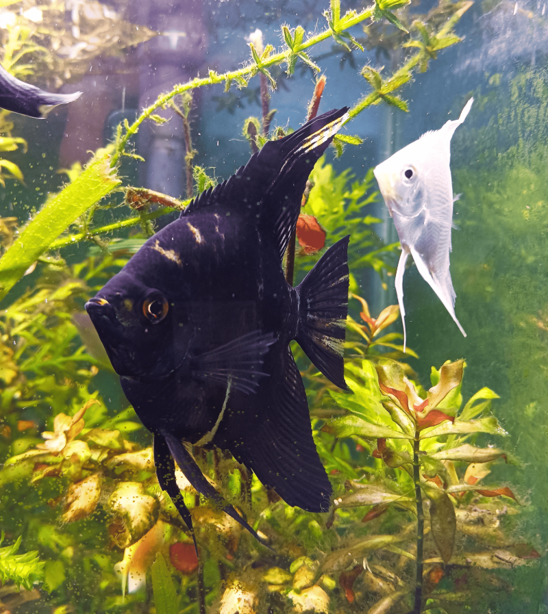 Black & white angel fish swimming in a vibrant planted aquarium